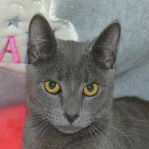 pet supermarket cats